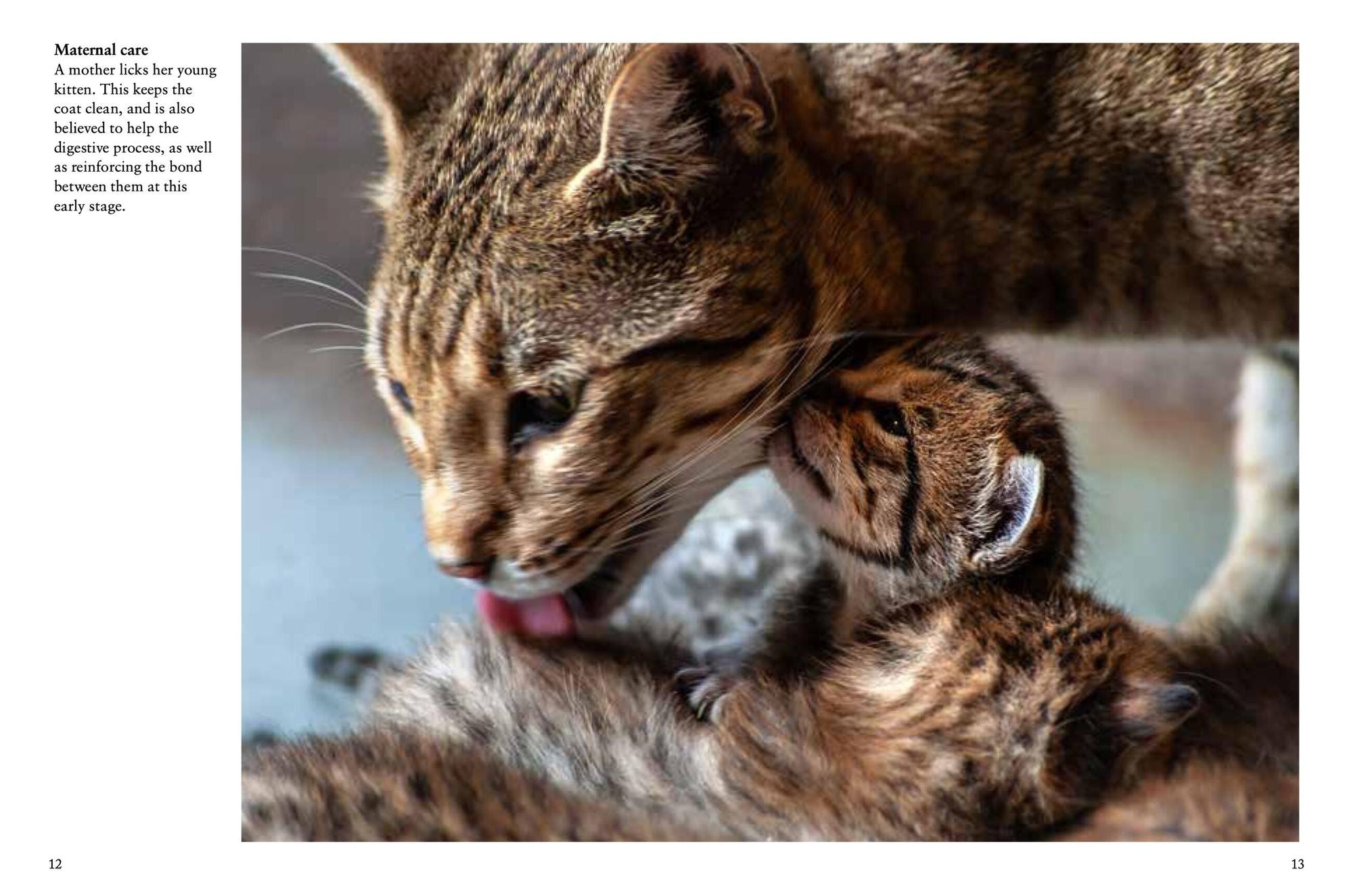 Kittens