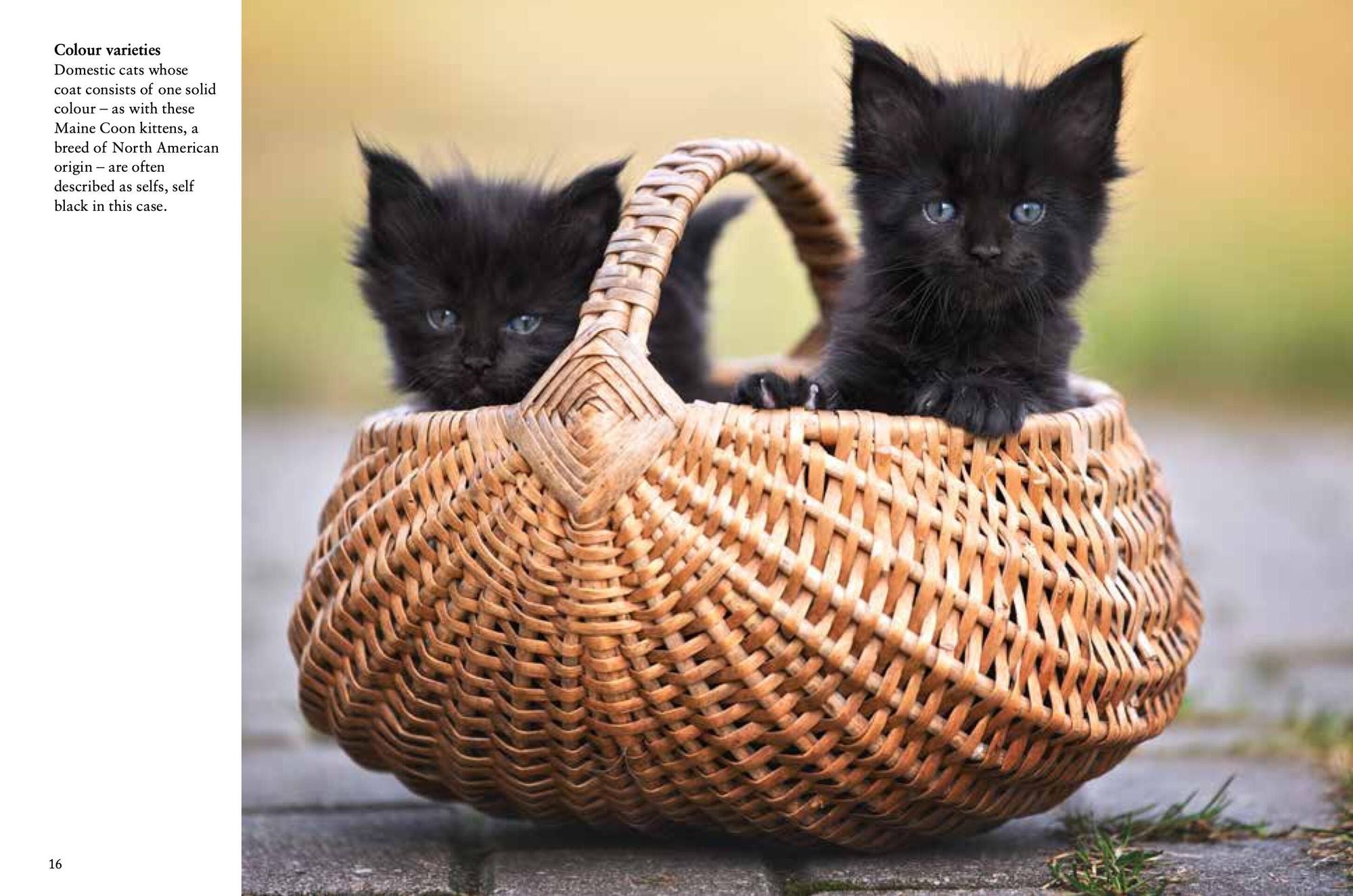 Kittens