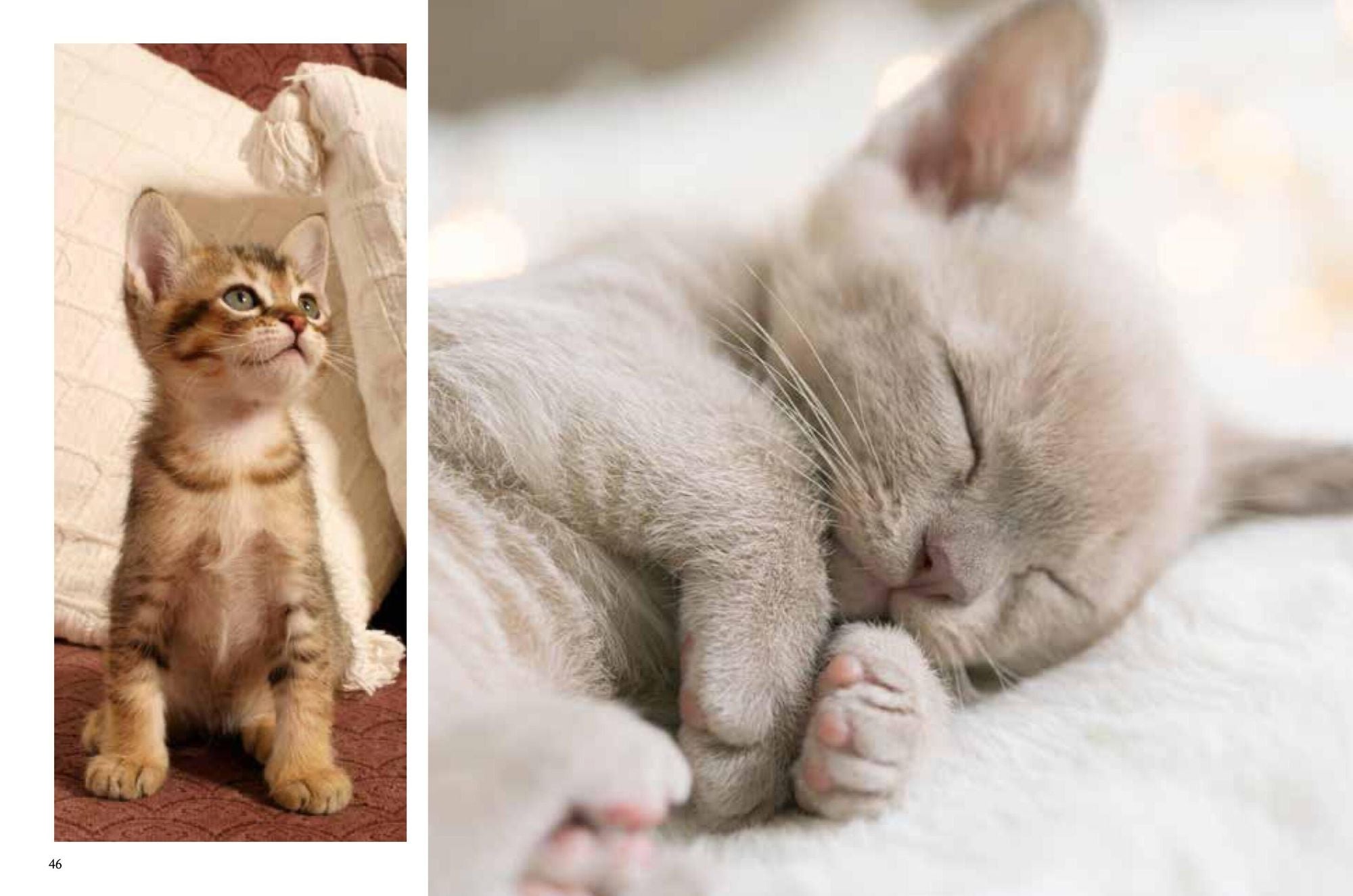 Kittens