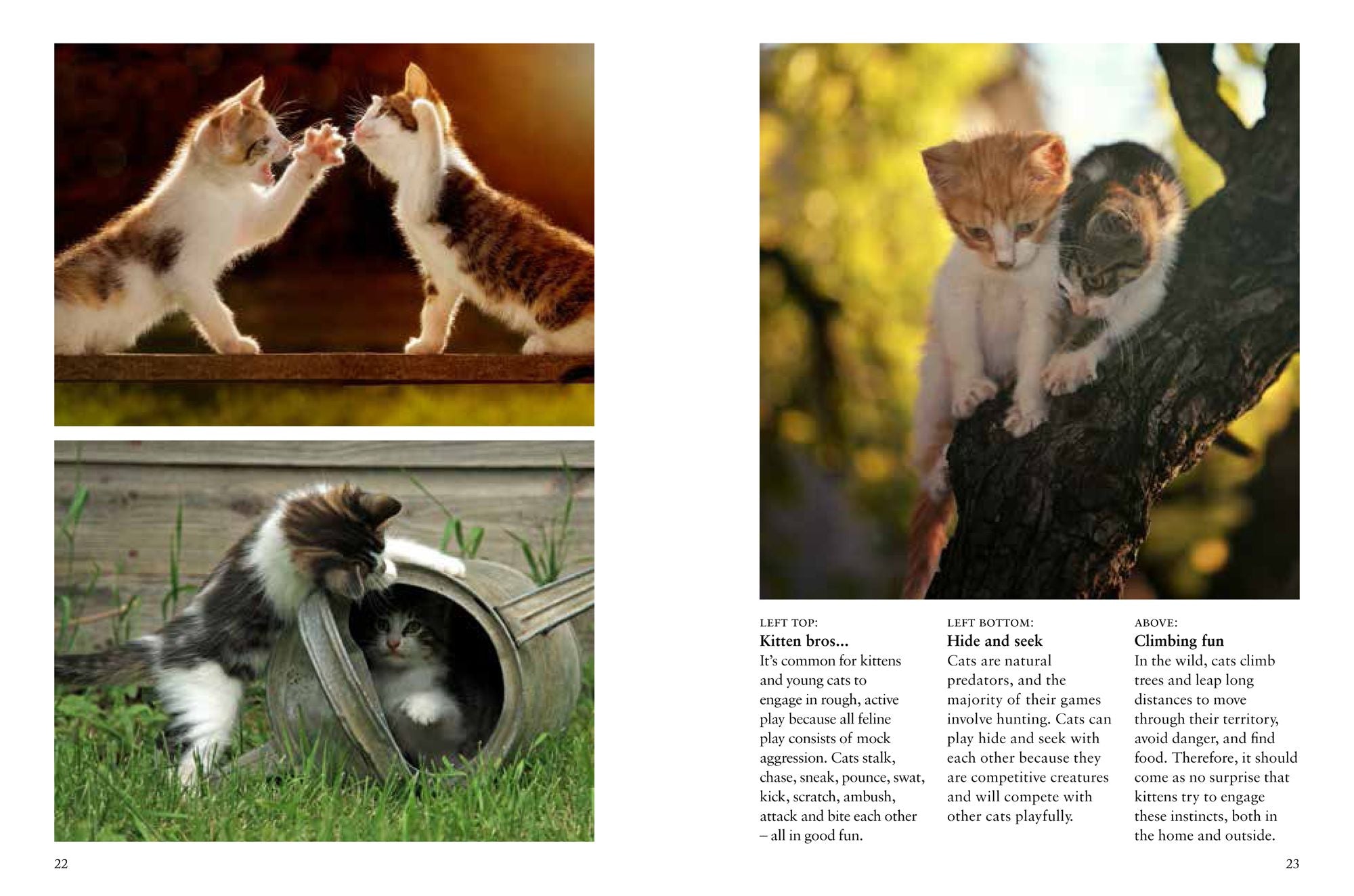 Kittens