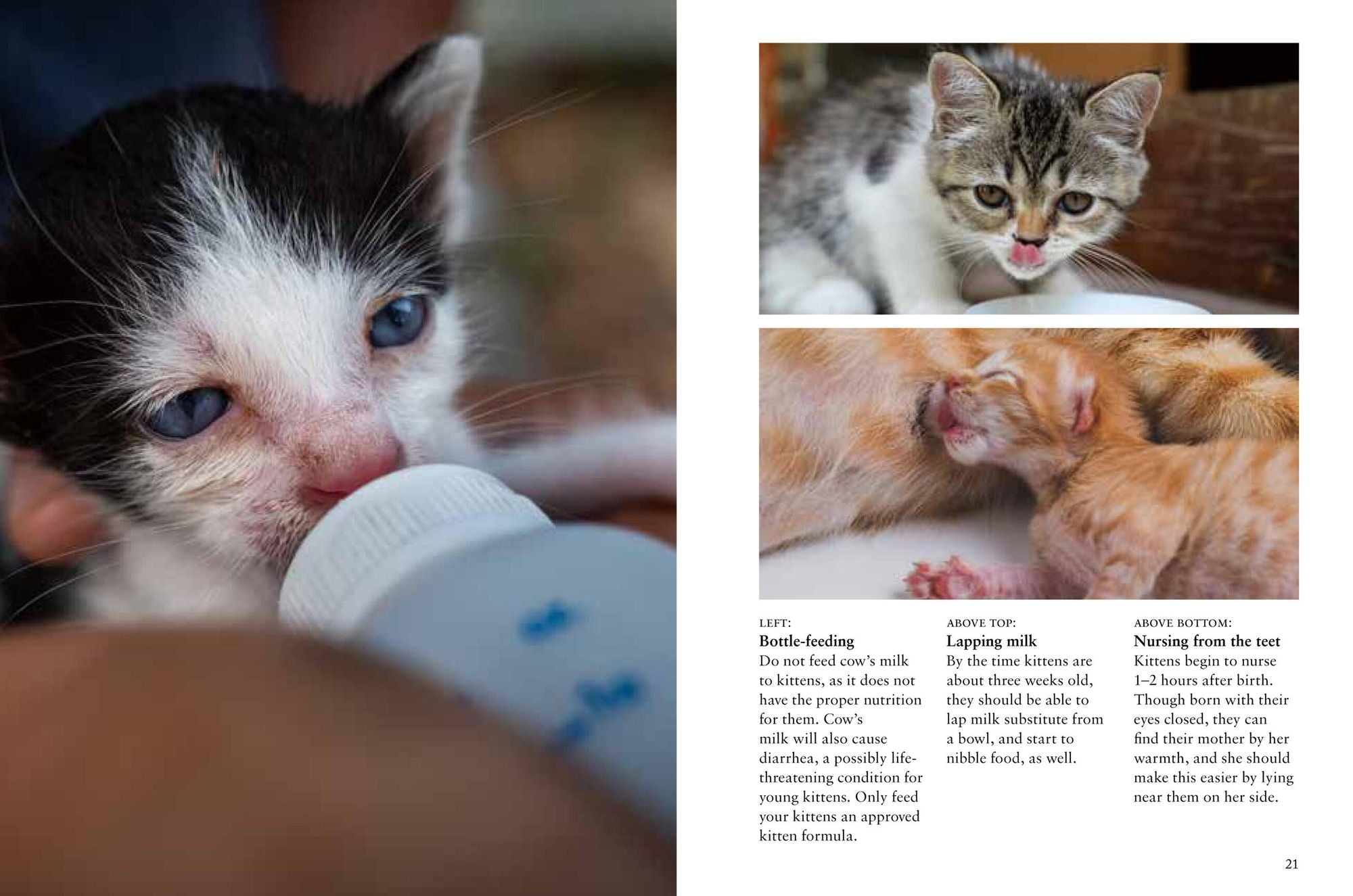 Kittens