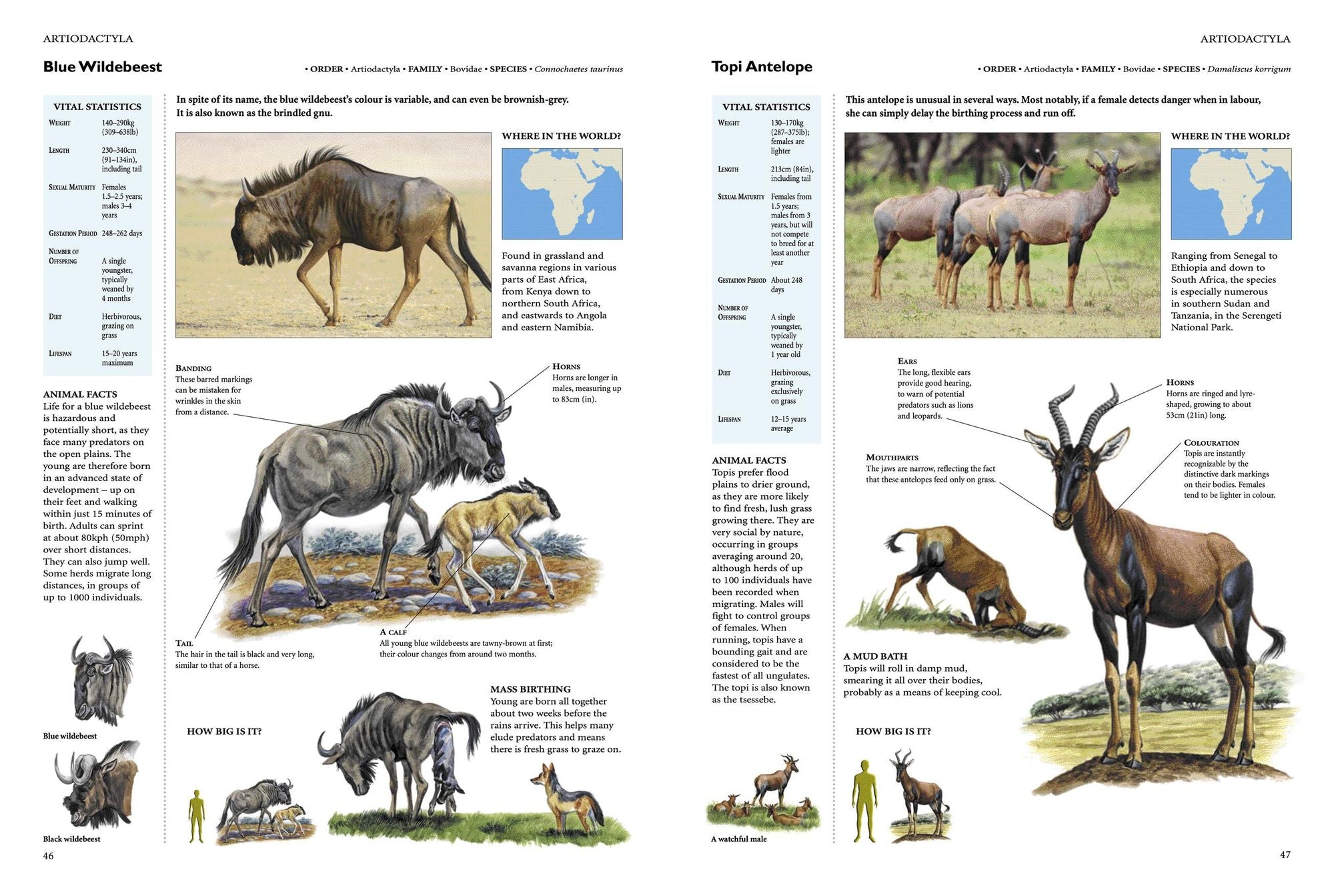 Encyclopedia of Animals