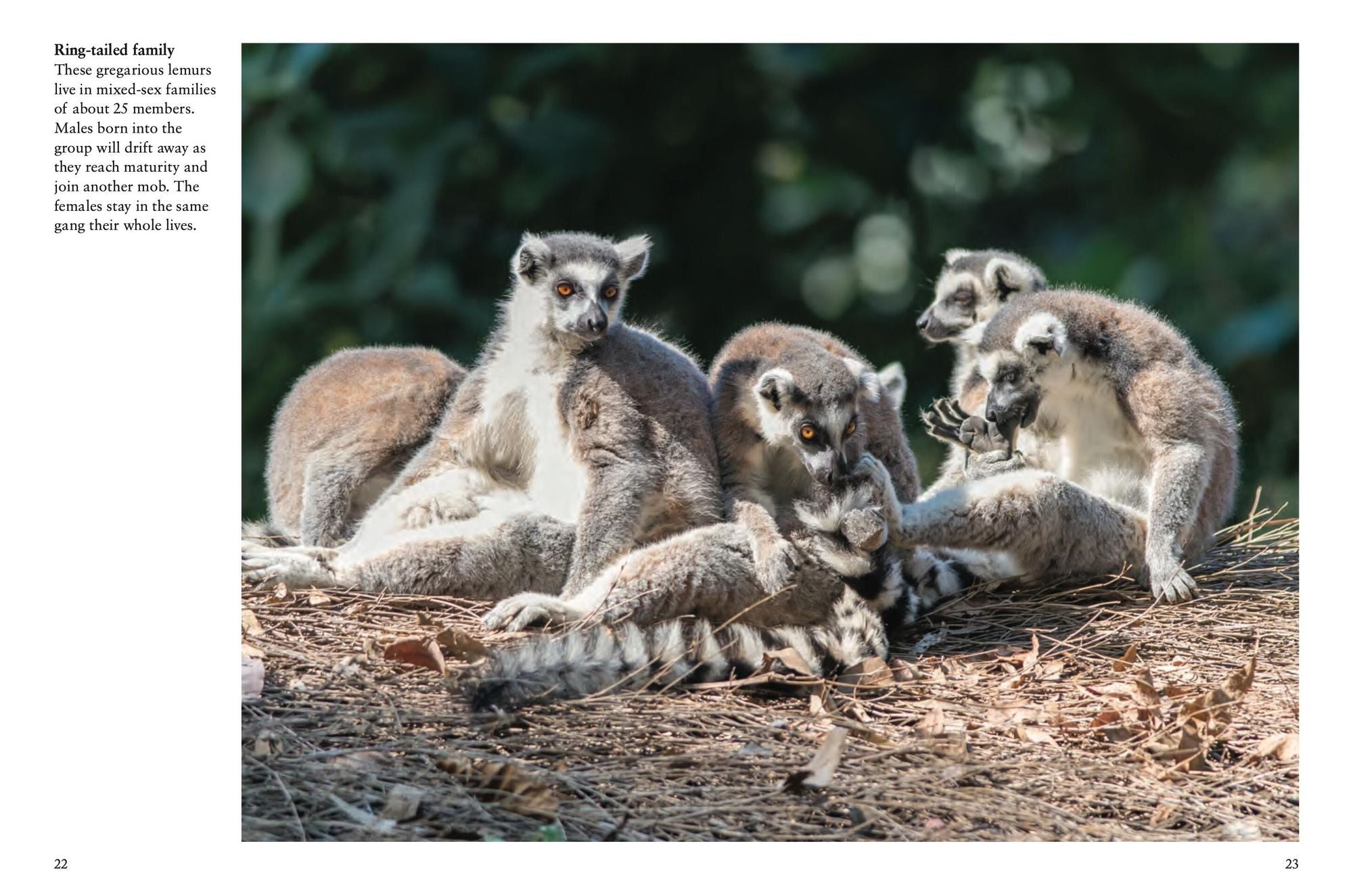 Monkeys: Apes, Gorillas and other Primates