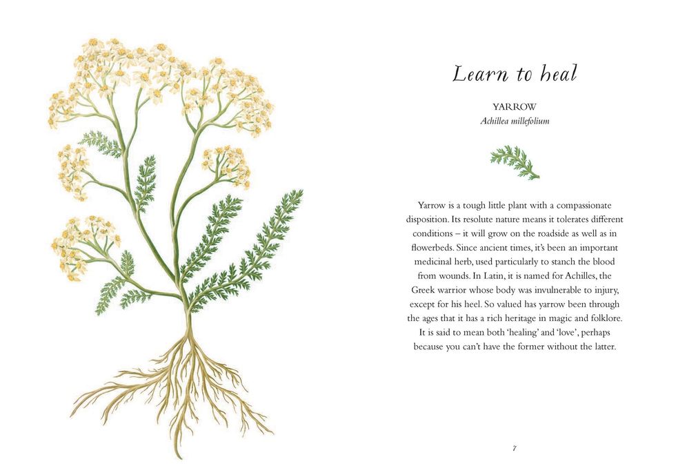 The Wisdom of Flowers: Essential Life Lessons for Joy and Wellbeing
