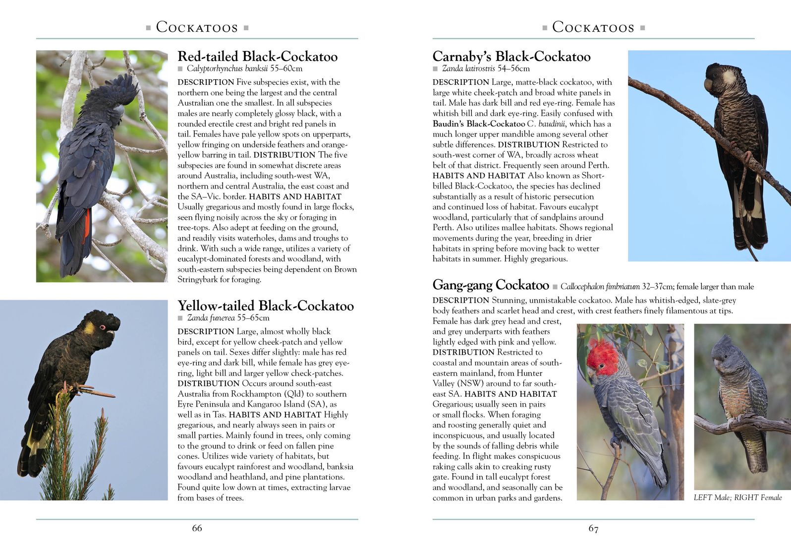 A Naturalist's Guide to the Birds of Australia