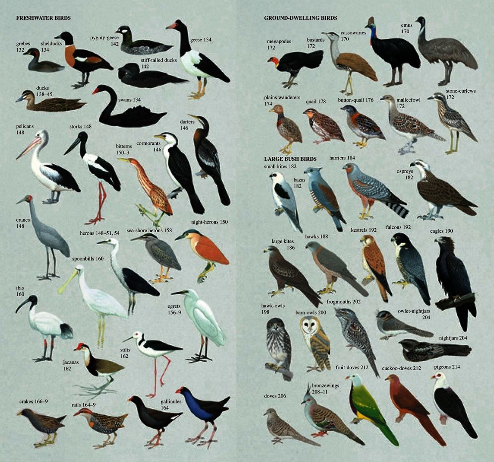 The Slater Field Guide to Australian Birds