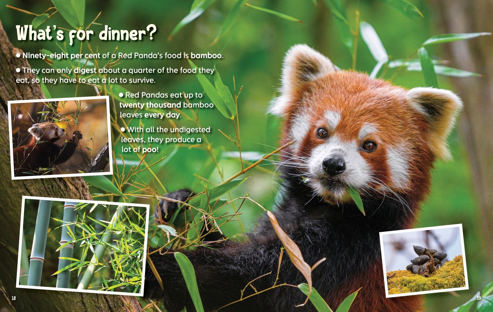 Did You Know? Red Panda: Revealing the mysteries of one of the world's cutest animals