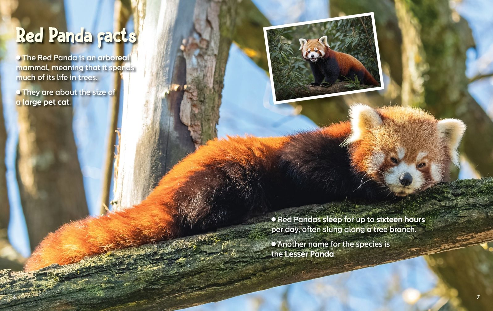 Did You Know? Red Panda: Revealing the mysteries of one of the world's cutest animals