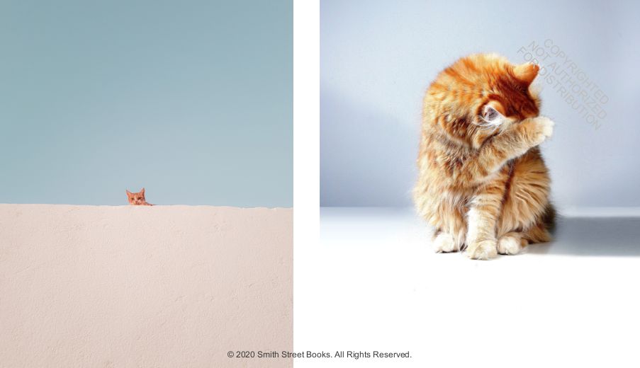 This Book Is Literally Just Pictures of Animals Silently Judging You