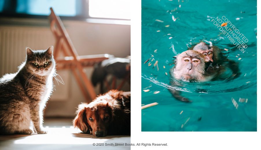 This Book Is Literally Just Pictures of Animals Silently Judging You