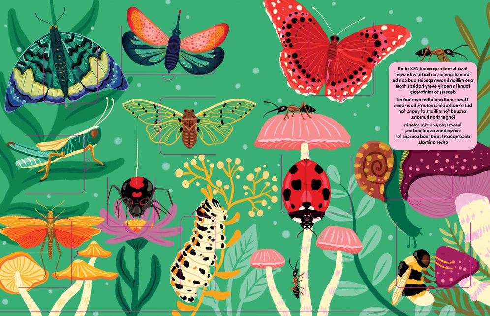 Insects: A Lift the Fact Book