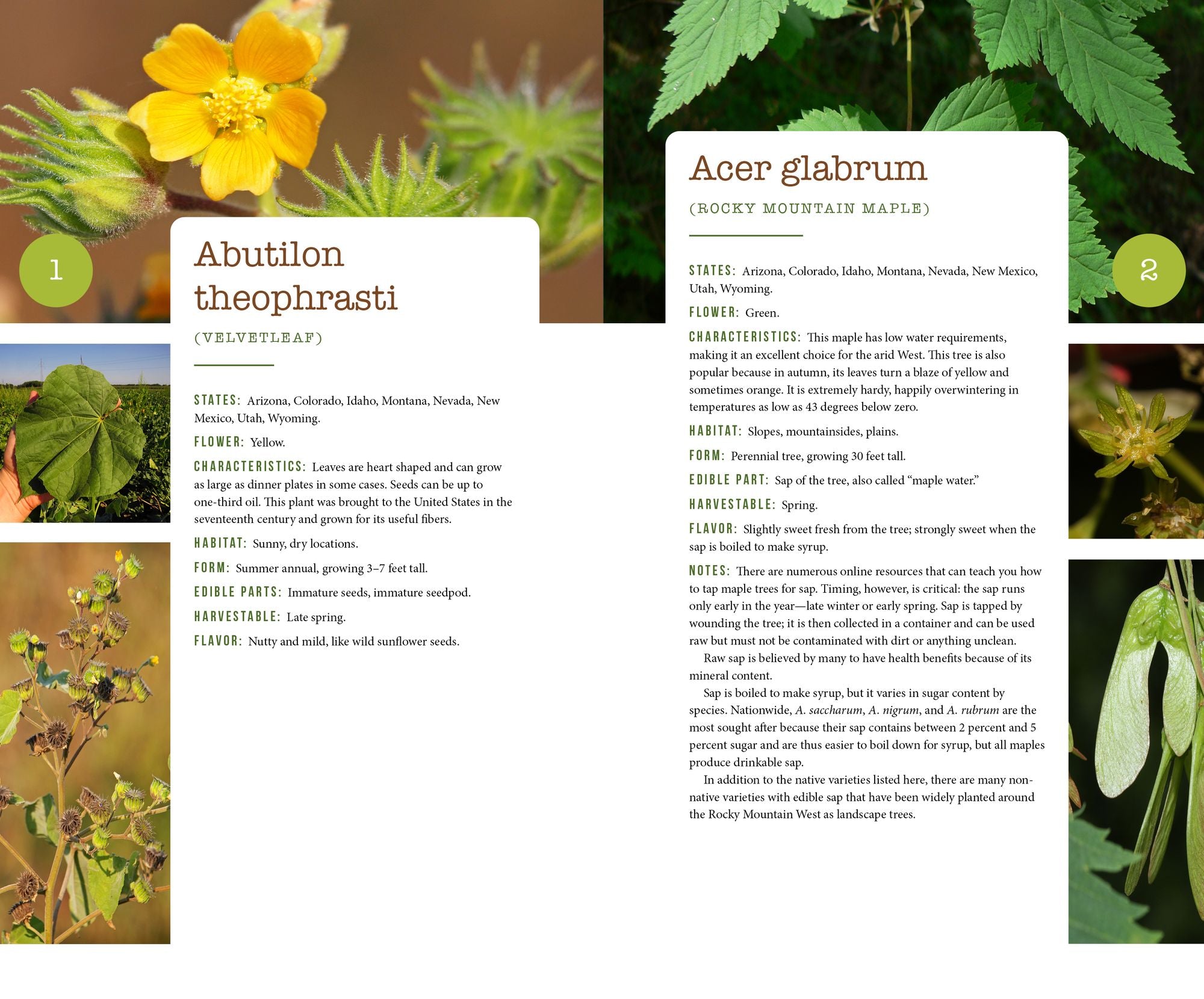 437 Edible Wild Plants of the Rocky Mountain West: Berries, Roots, Nuts, Greens, Flowers, and Seeds