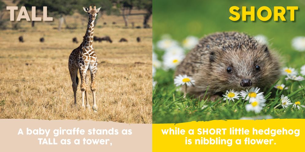 Baby Animals First Opposites Book