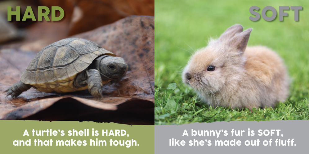 Baby Animals First Opposites Book