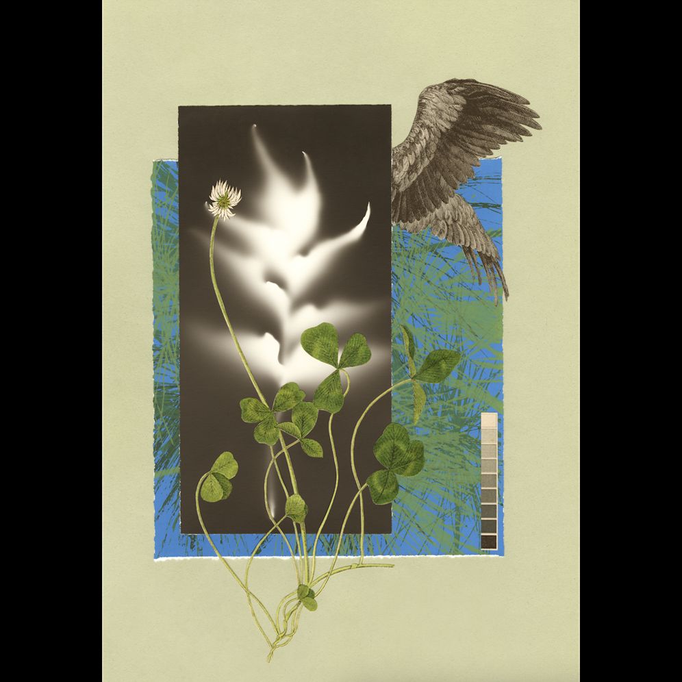 The Comfort of Crows (Reese's Book Club Pick): A Backyard Year
