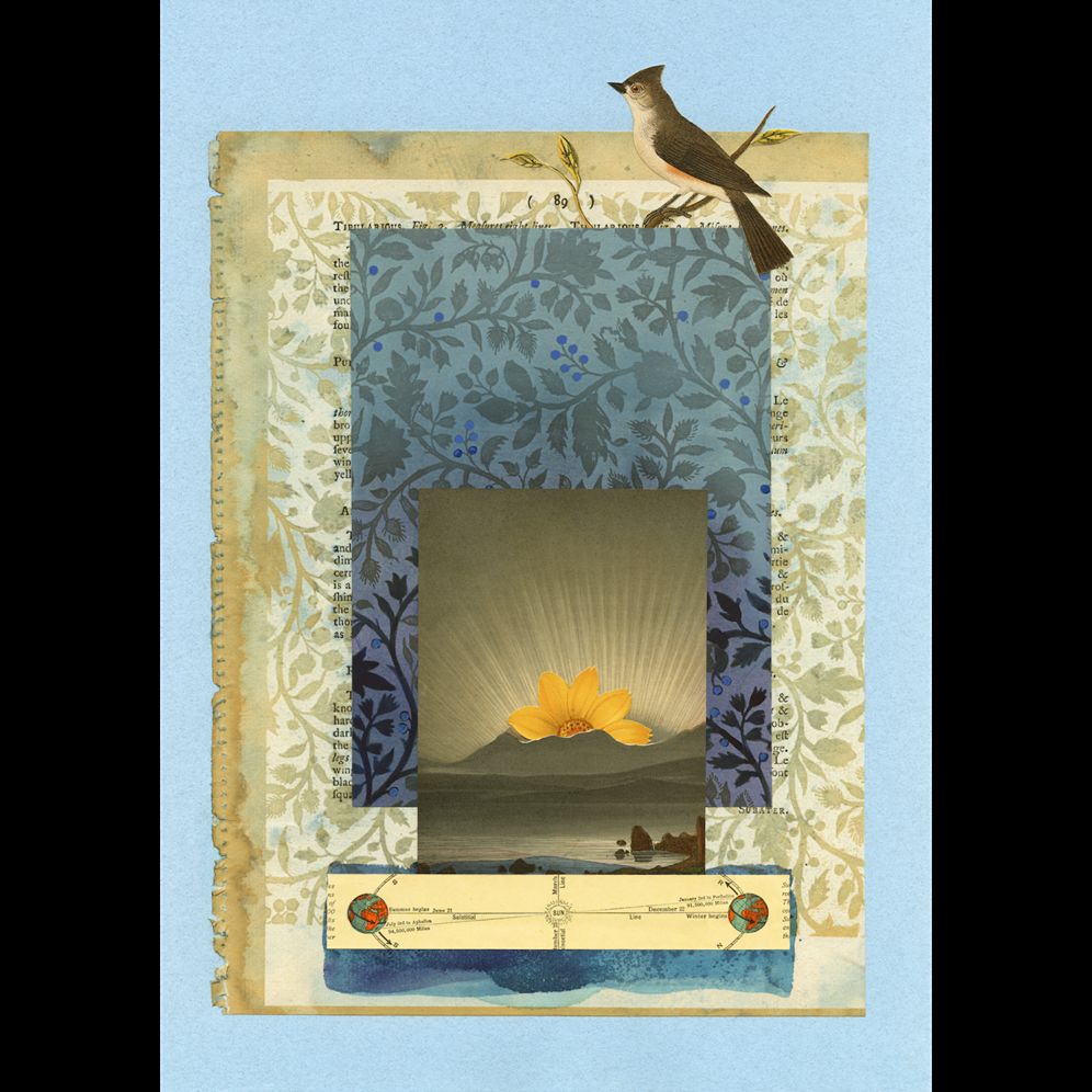 The Comfort of Crows (Reese's Book Club Pick): A Backyard Year