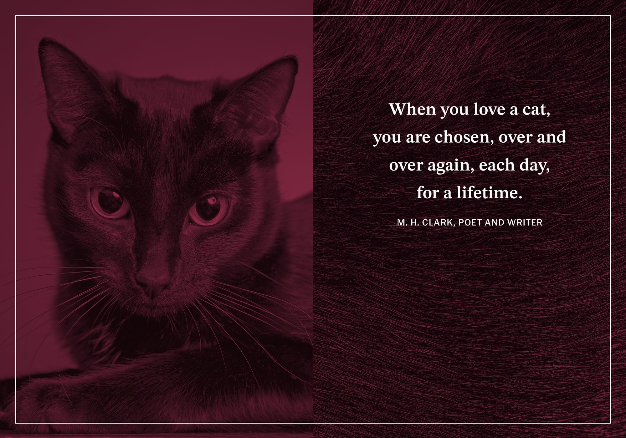 Faithful Purrs: 100 Devotions Inspired by Cats