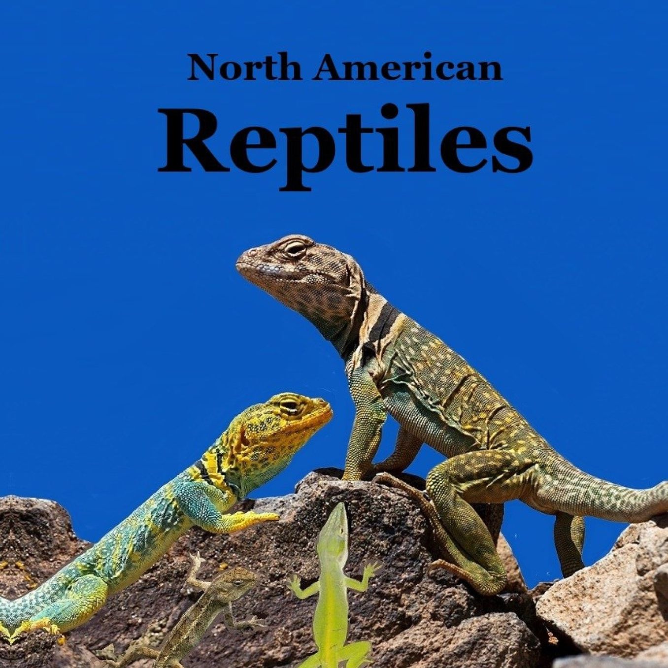 Reptiles of North America Kids Book: Great Children's Reptile Book about Snakes, Lizards, Turtles, Alligators