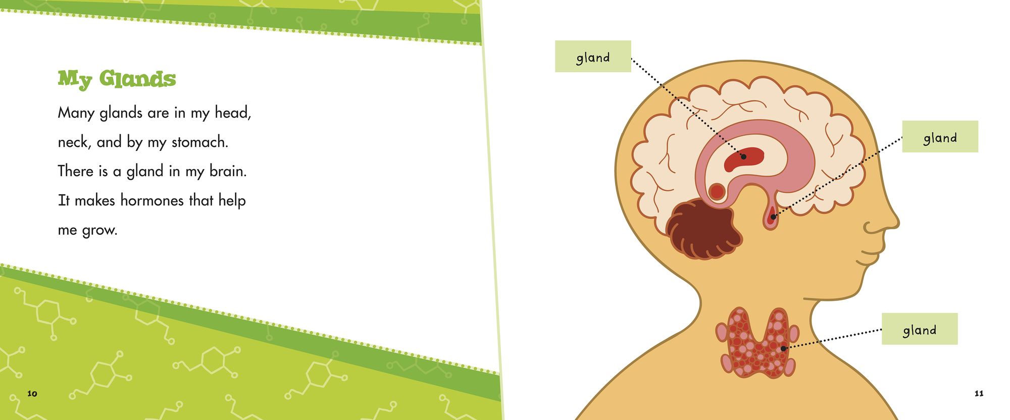 My Endocrine System: A 4D Book