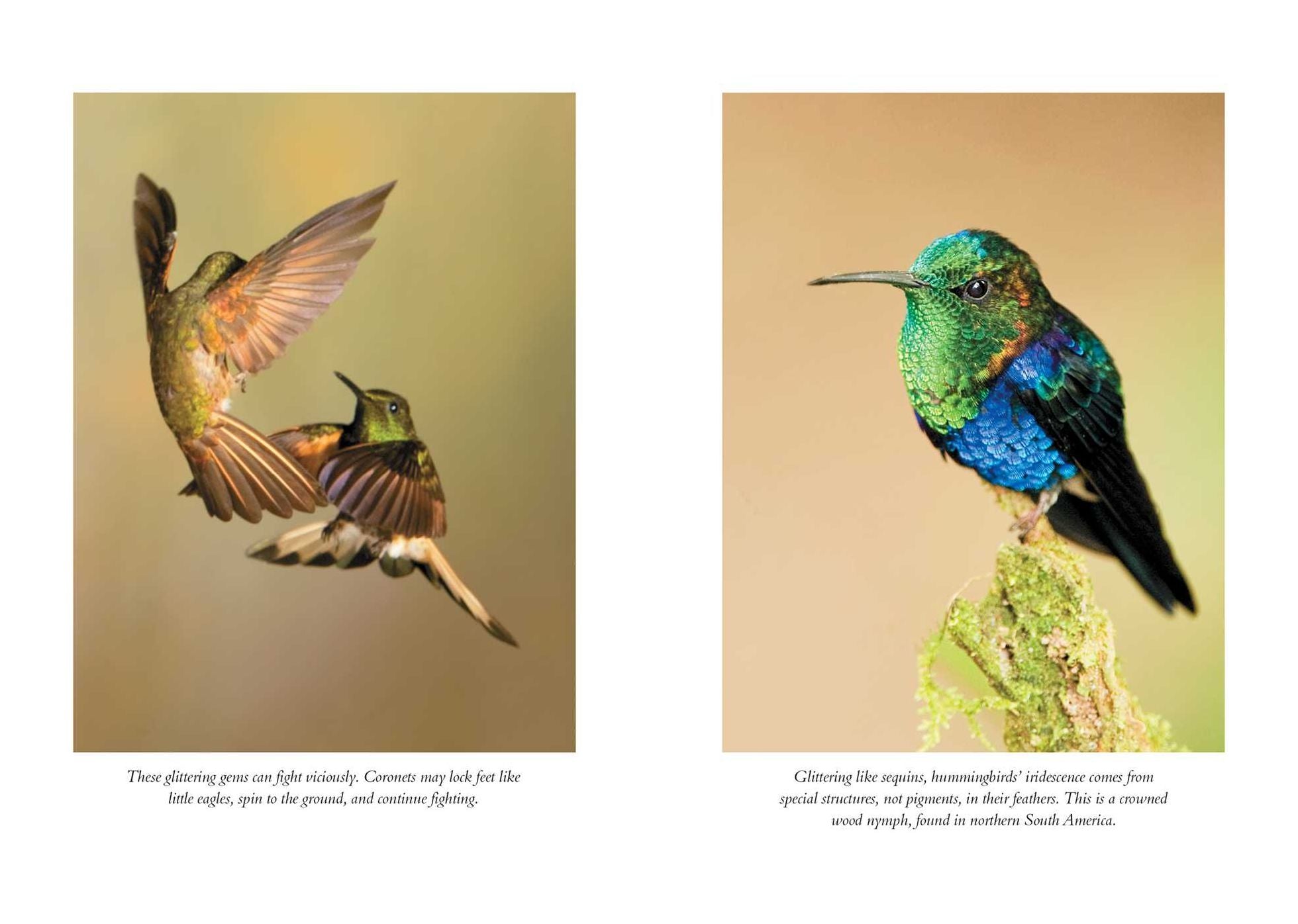 The Hummingbirds' Gift: Wonder, Beauty, and Renewal on Wings