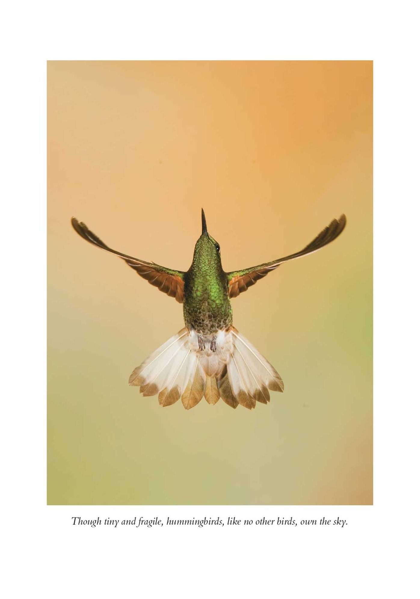 The Hummingbirds' Gift: Wonder, Beauty, and Renewal on Wings