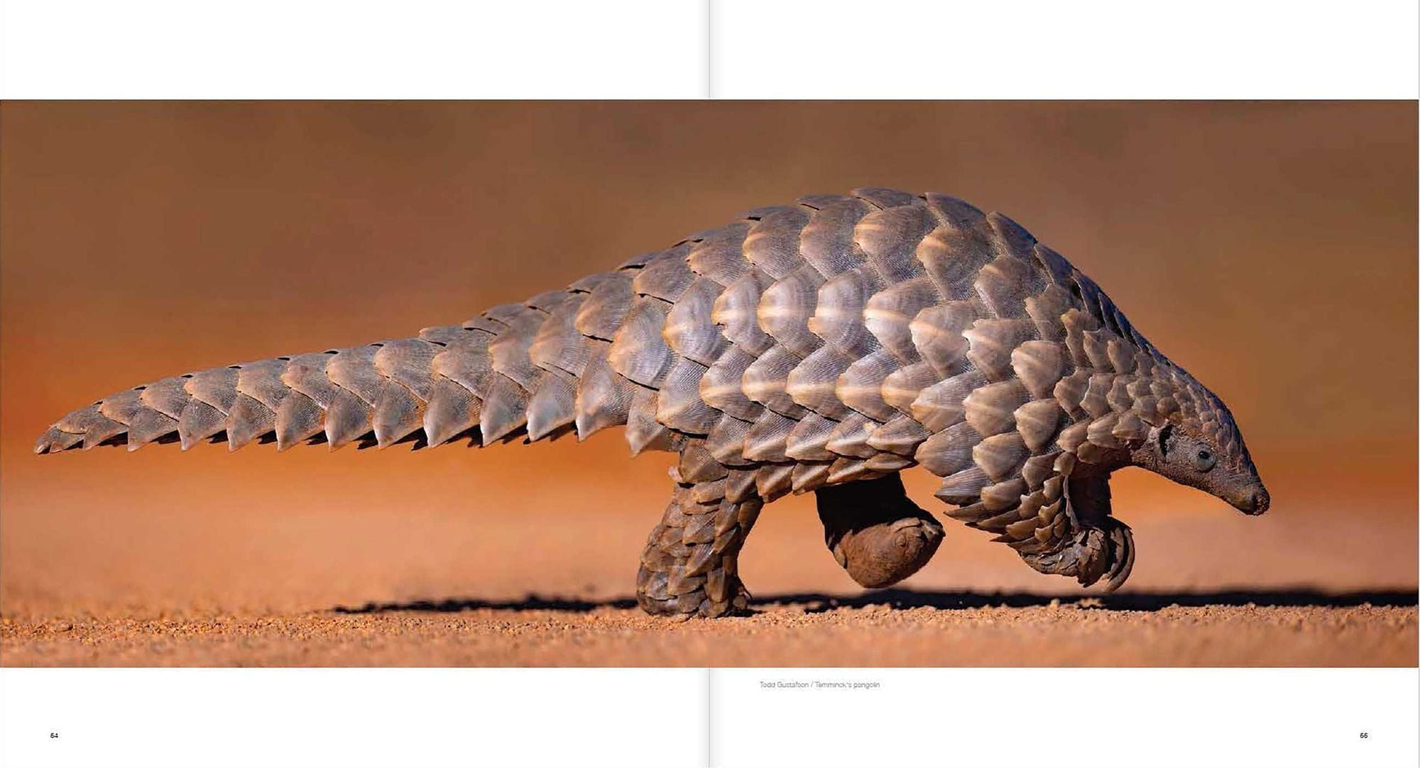 10 Years of Remembering Wildlife
