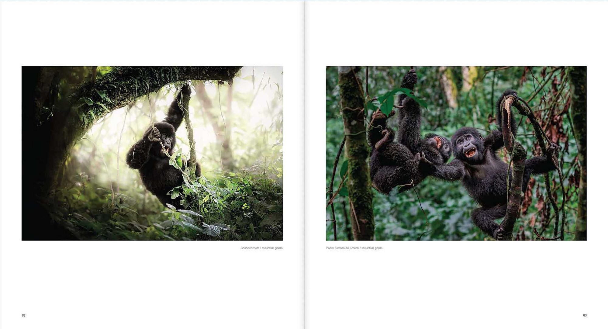 10 Years of Remembering Wildlife