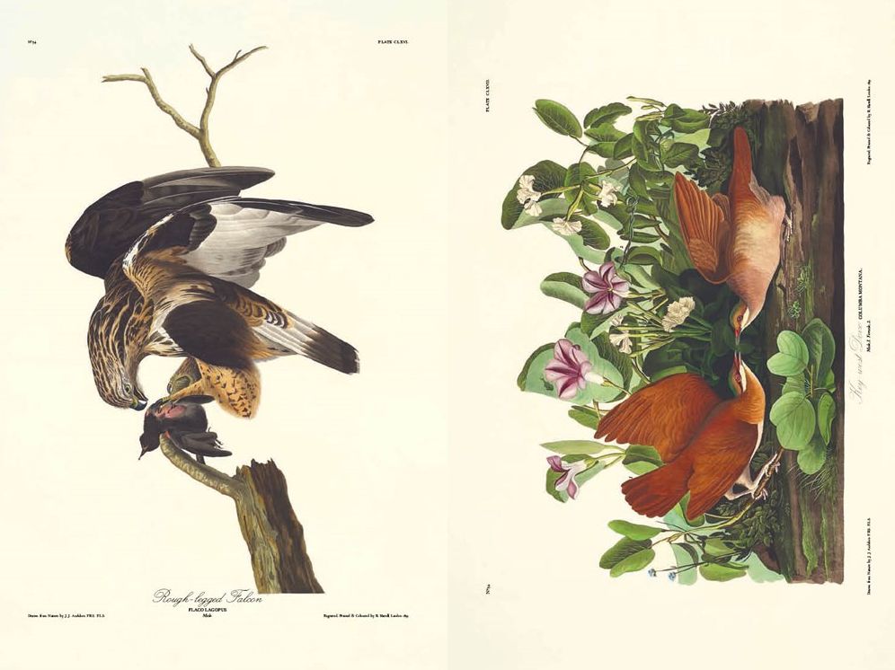 The Birds of America