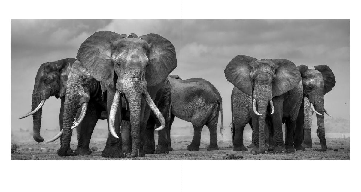 Walk the Earth: Photographs of Africa's Last Great Elephants