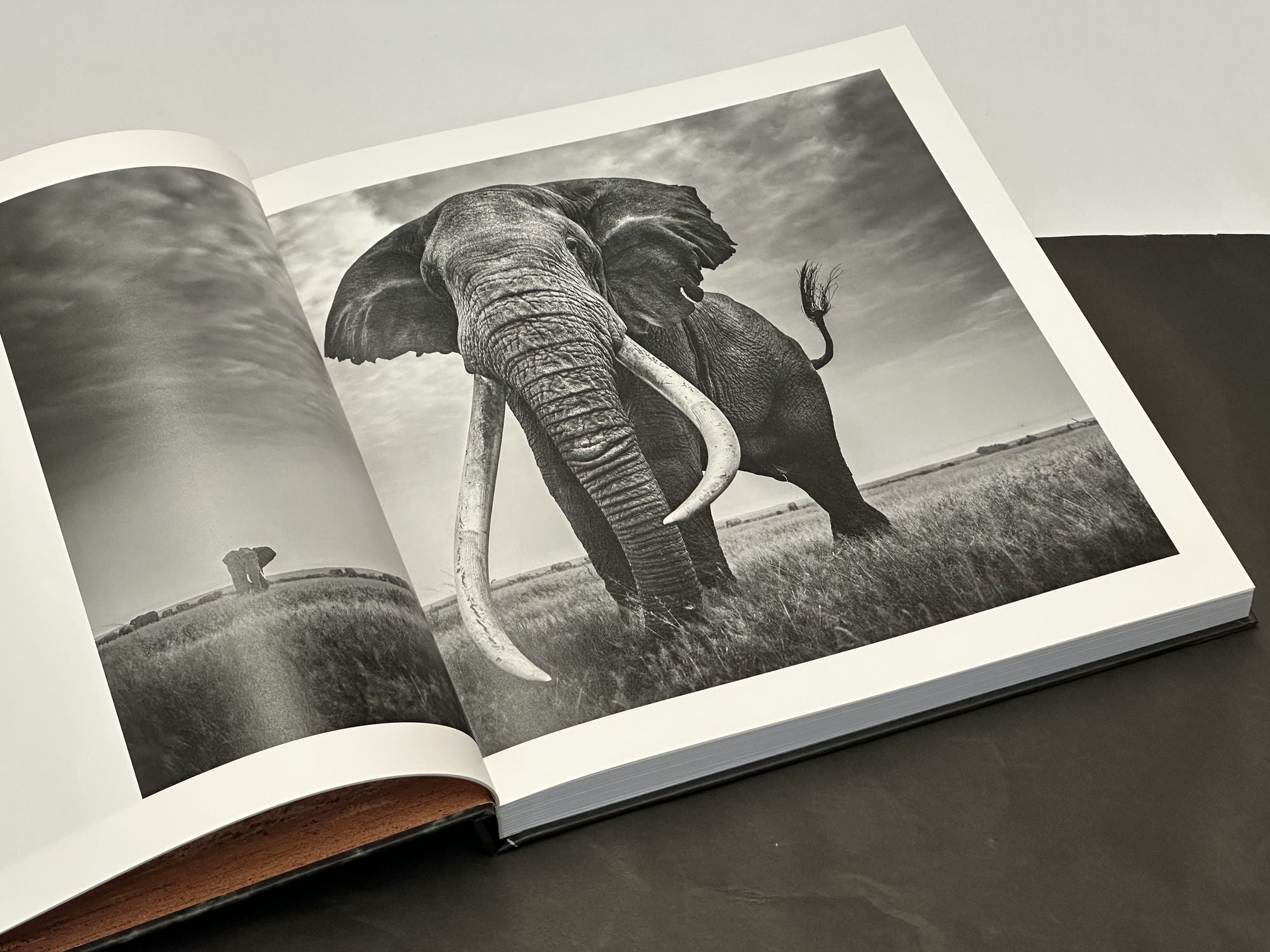 Walk the Earth: Photographs of Africa's Last Great Elephants