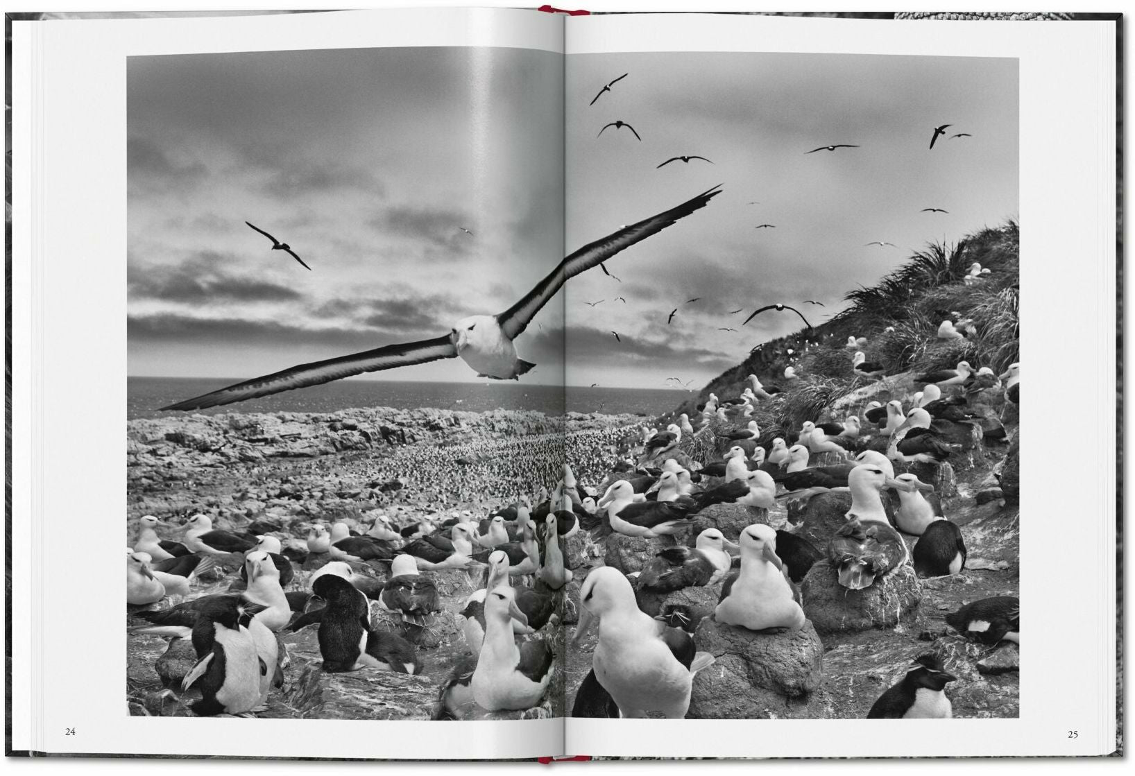 Sebastião Salgado. Genesis