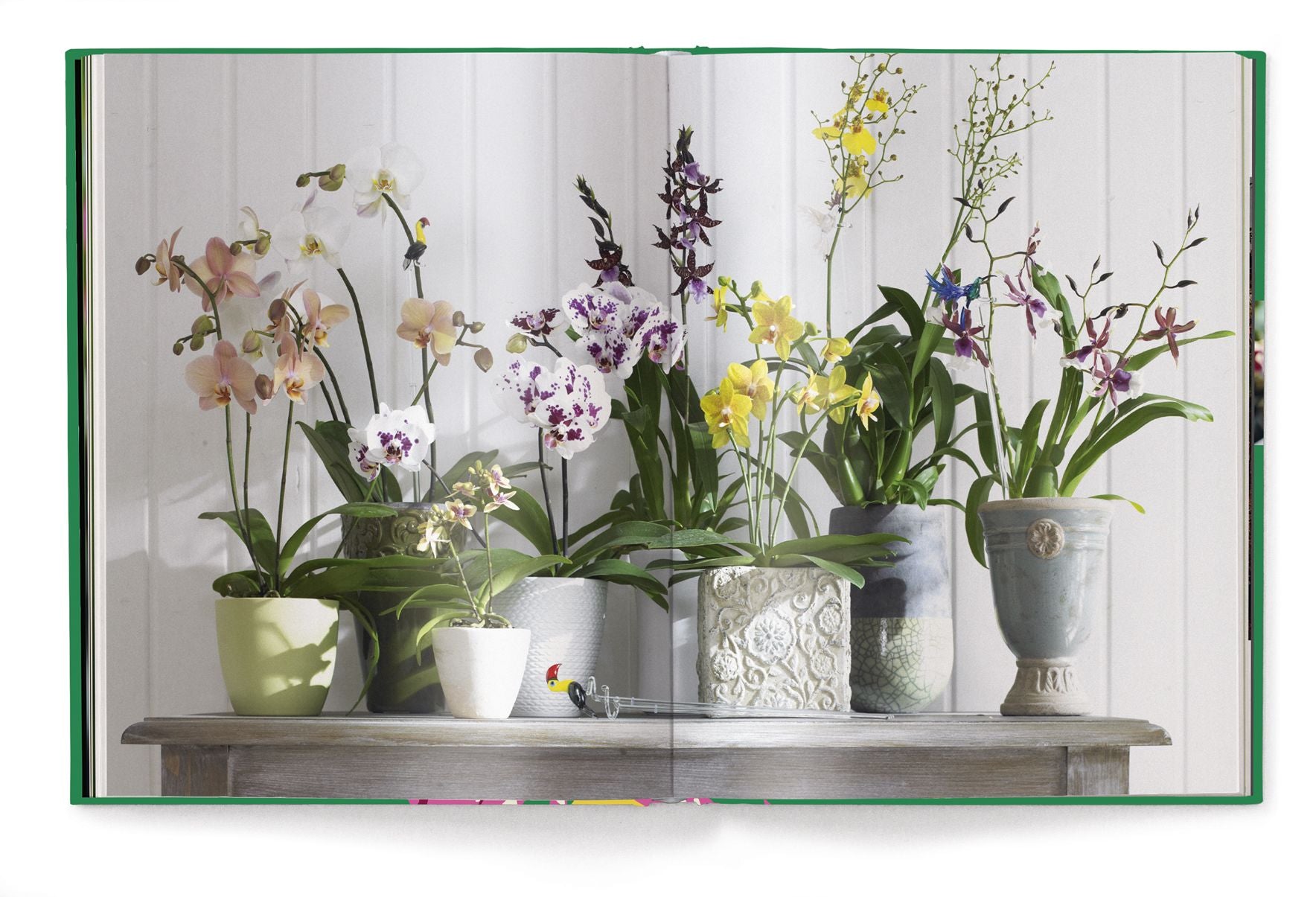 Orchids
