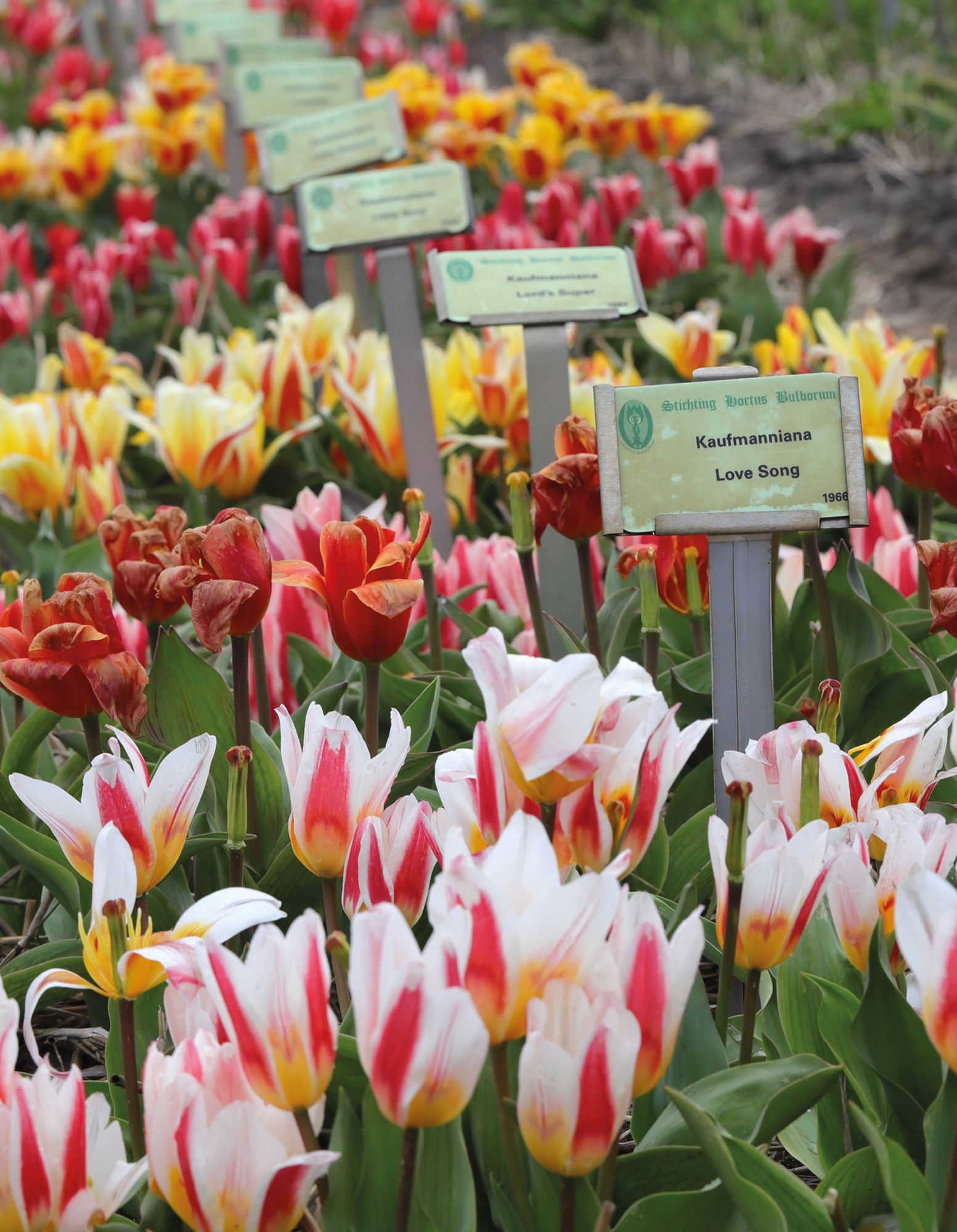 Tulips