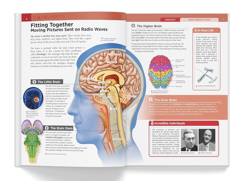Knowledge Encyclopedia Human Body