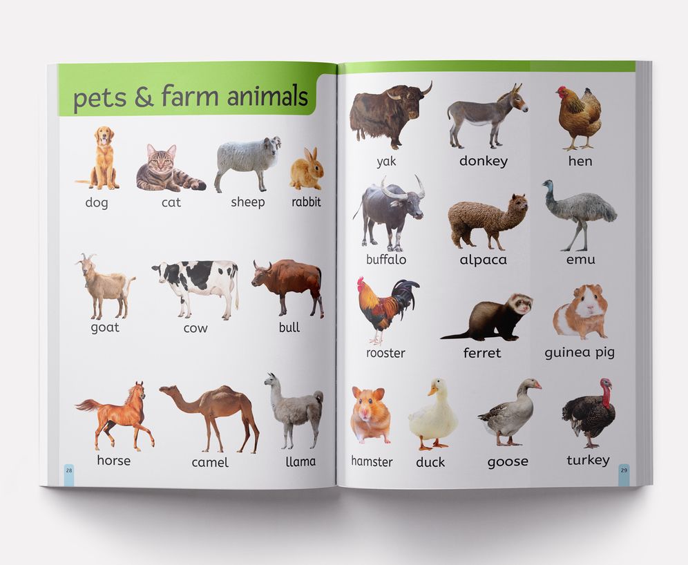 My First 1000 Words: Early Learning Picture Book to learn Alphabet, Numbers, Shapes and Colours, Transport, Birds and Animals, Professions, Opposite Words,