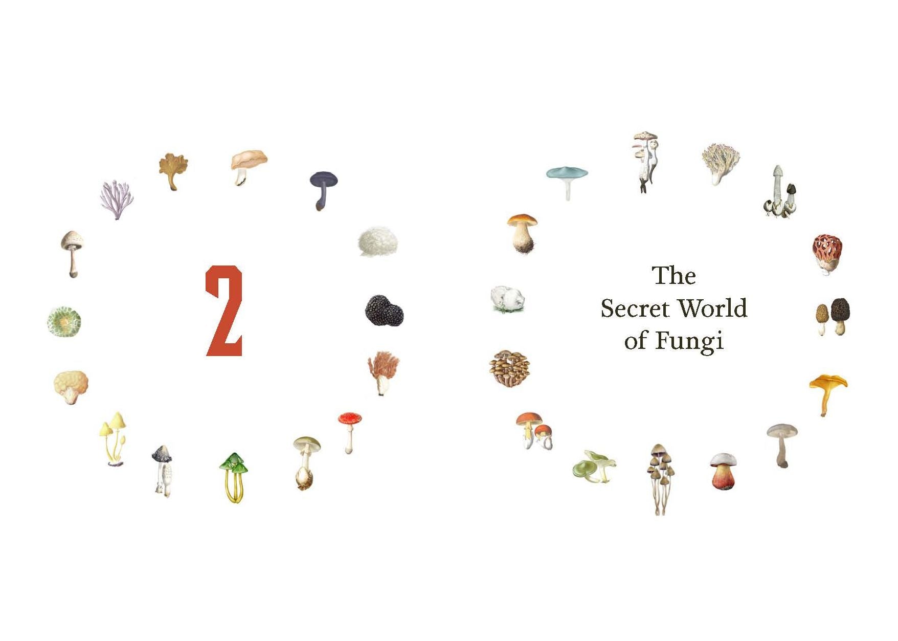 Fungi Decoded: Adventures in the Mycosphere--Encounters with Thirty Fungi