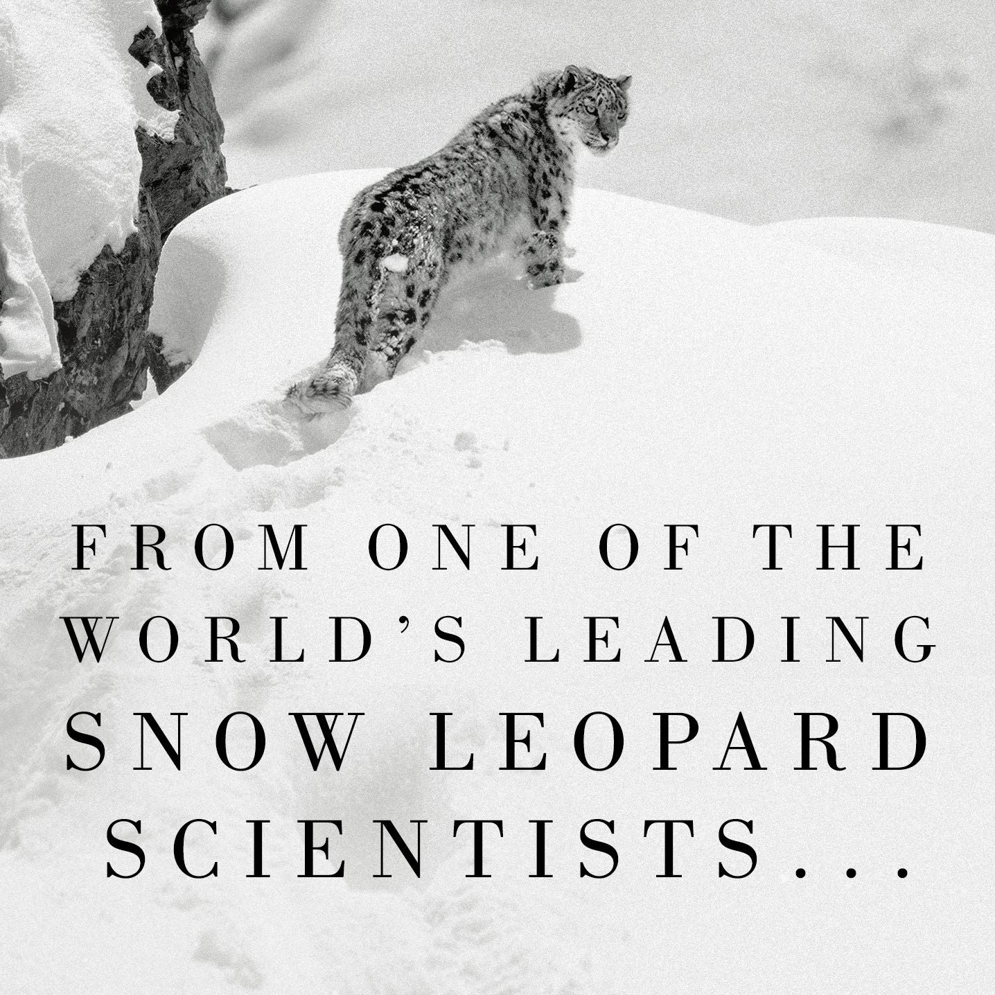 The Ghost of the Mountains: Unraveling the Secrets of the Snow Leopard