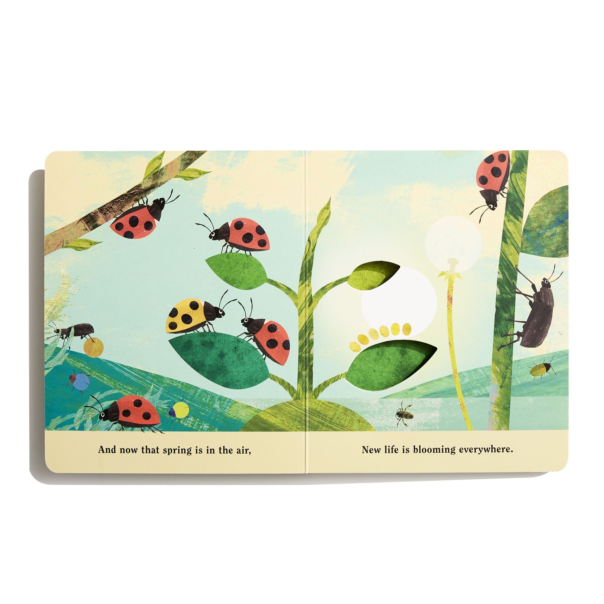 Bugs: A Peek-Through Board Book