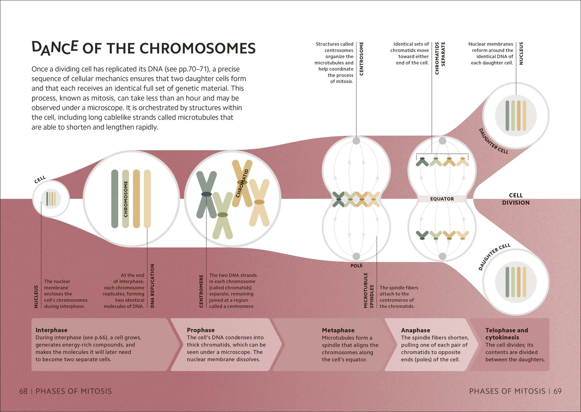 Simply Genetics: Facts Made Fast