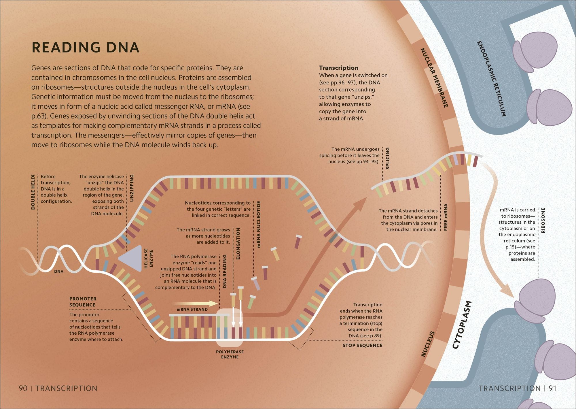 Simply Genetics: Facts Made Fast