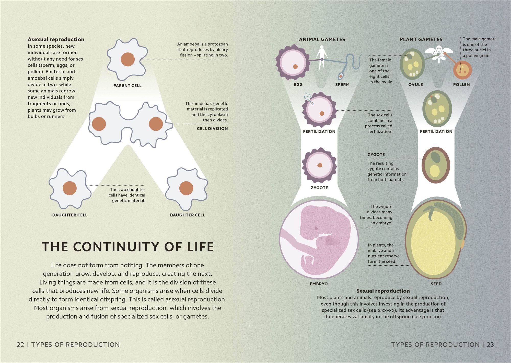 Simply Genetics: Facts Made Fast