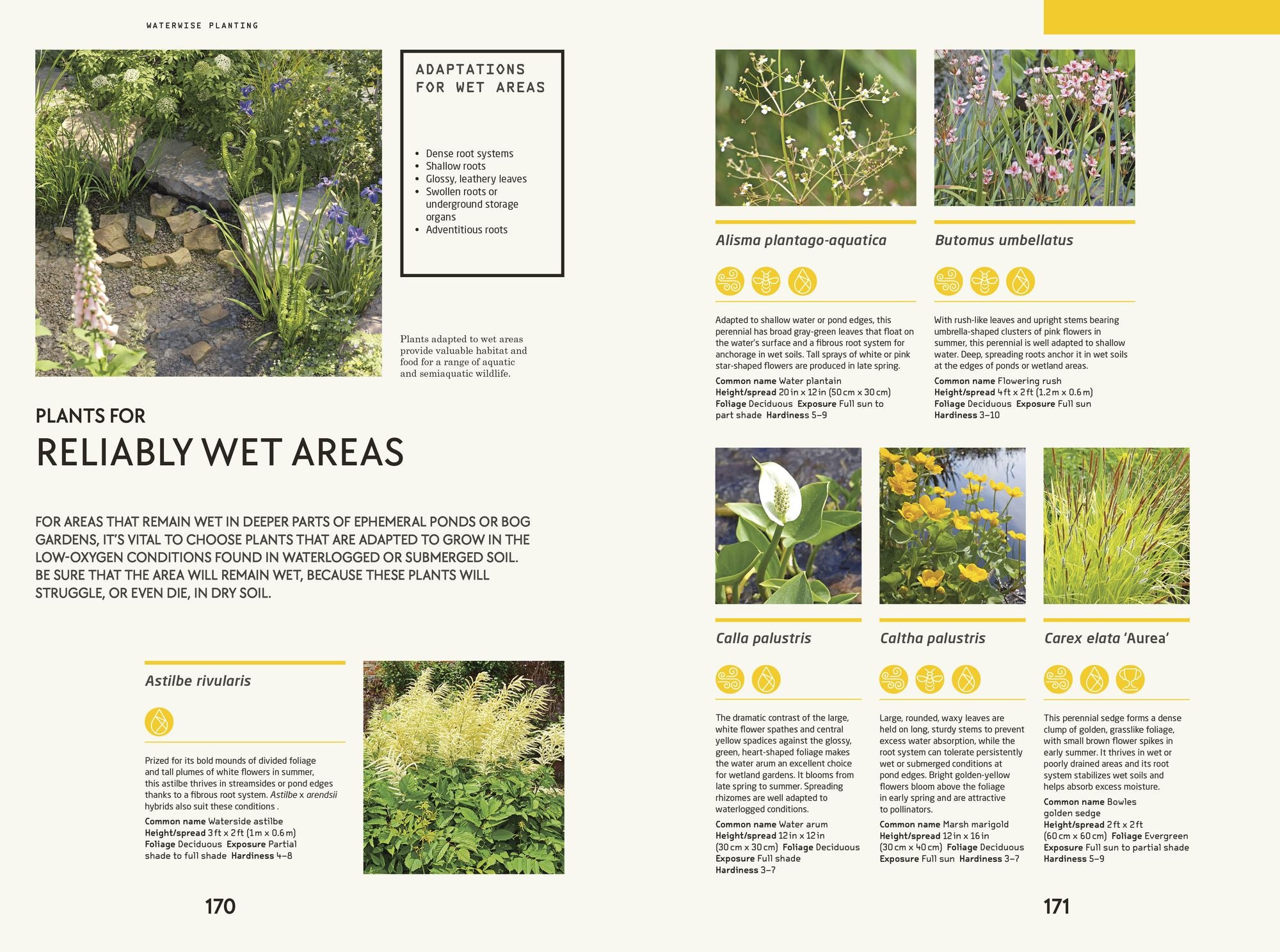 Waterwise Garden: Sustain Your Garden Through Drought and Flood