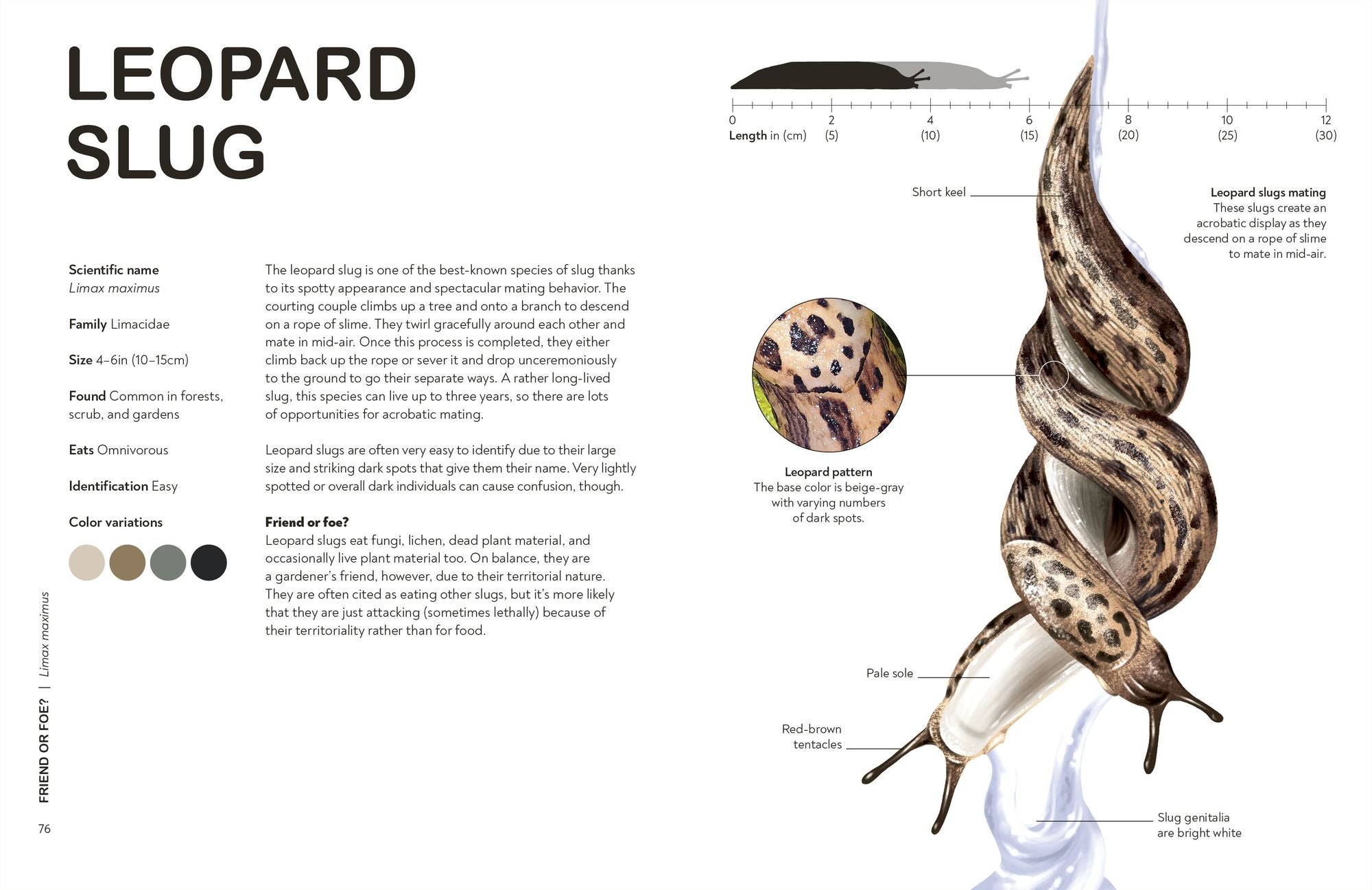 Slugs: Friend or Foe?: Know Your Slugs and Learn to Live with Them