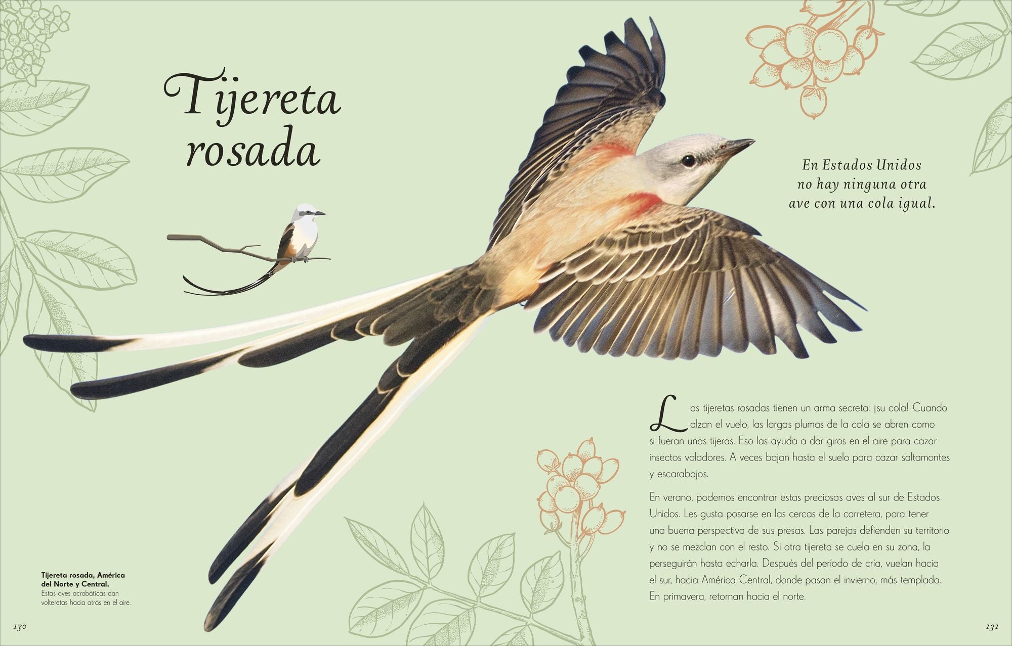 Antología de aves extraordinarias (An Anthology of Exquisite Birds)