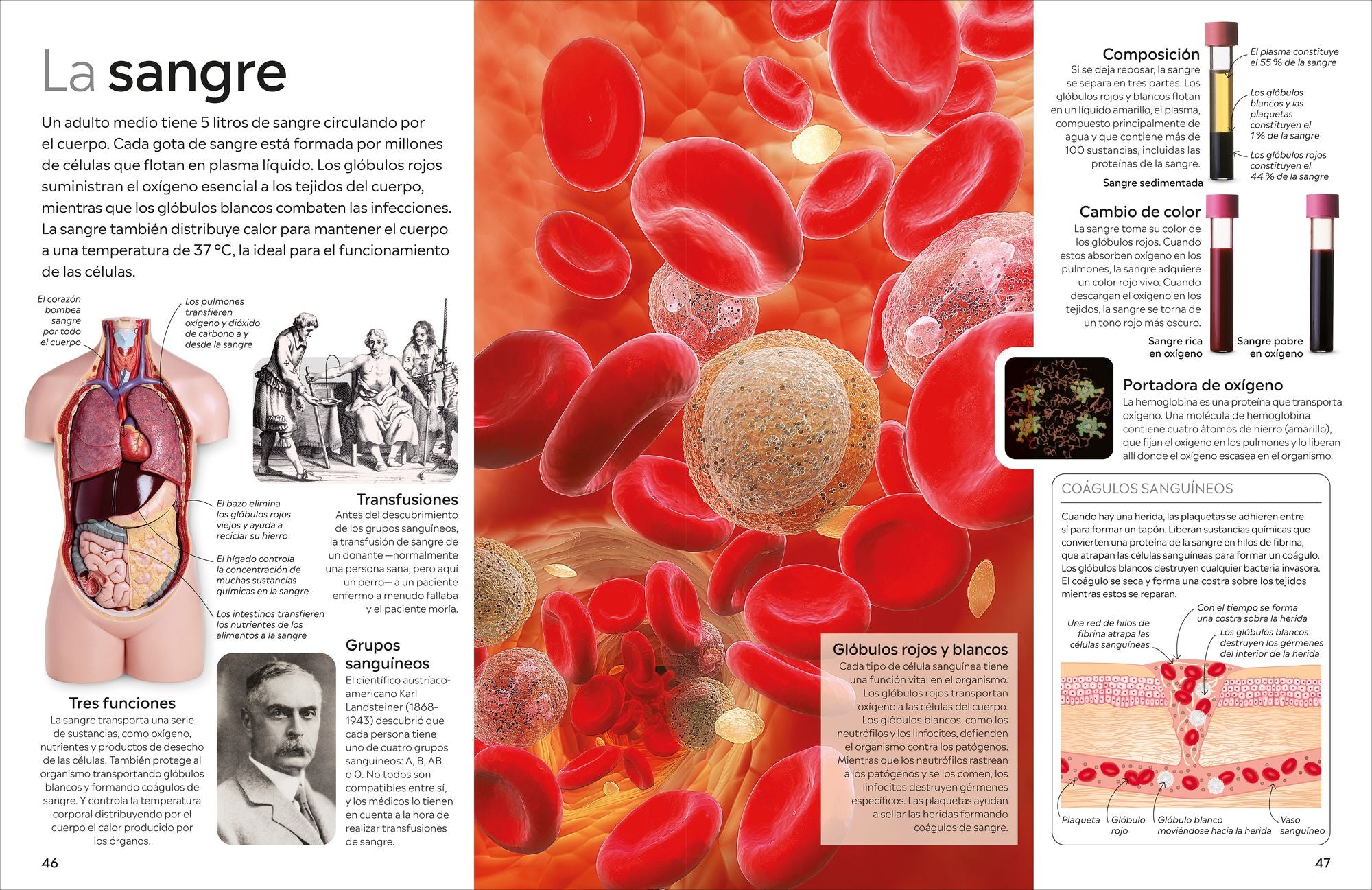 Eyewitness: Cuerpo humano (Human Body)