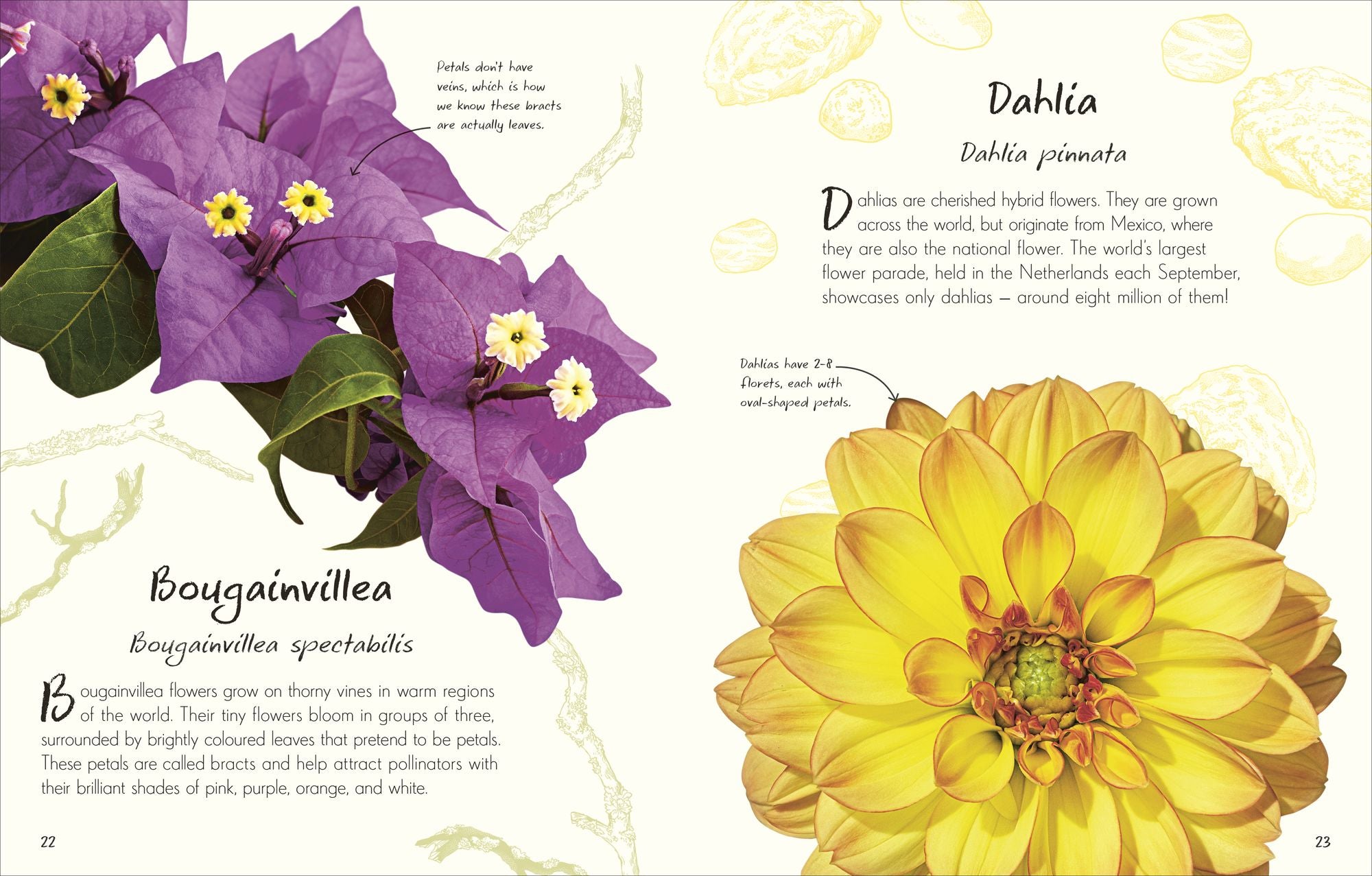 An Anthology of Flowers: A Collection of Flowers from Gardens, Mountains and More, with Fascinating Secrets