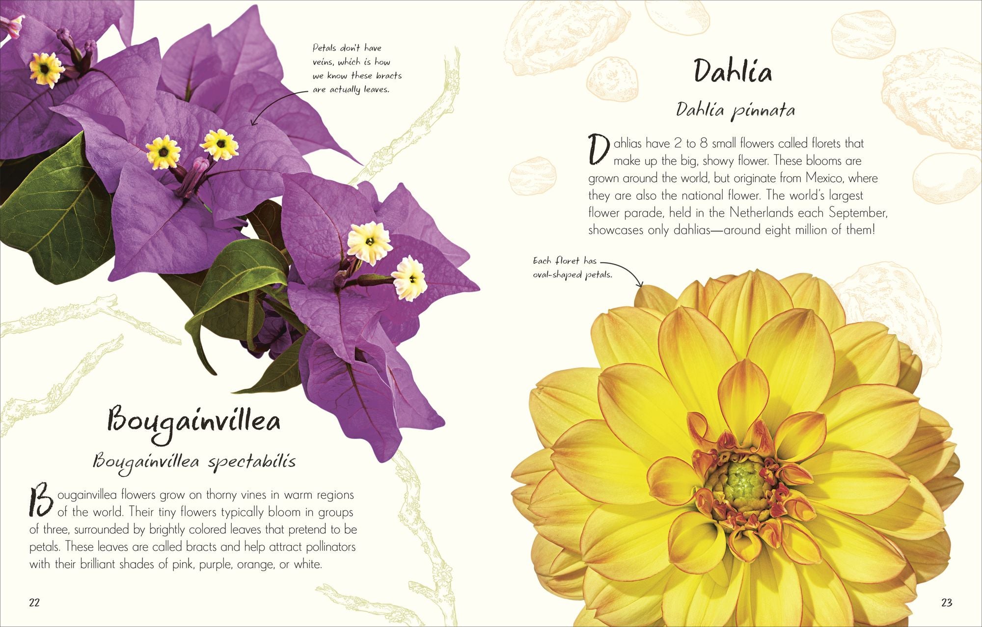An Anthology of Flowers: A Collection of Flowers from Gardens, Mountains and More, with Fascinating Secrets