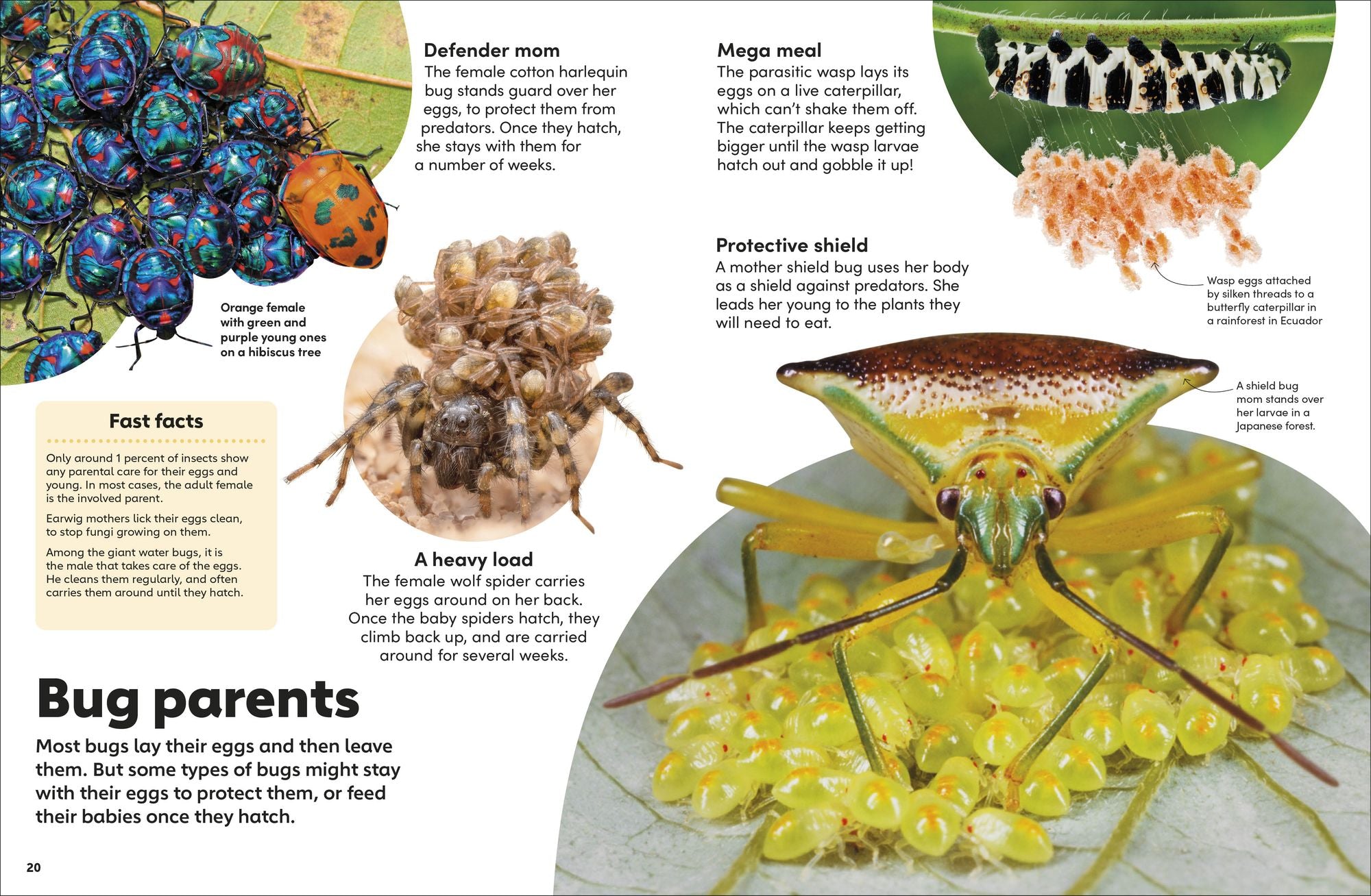 Eyewonder Bugs: Open Your Eyes to a World of Discovery
