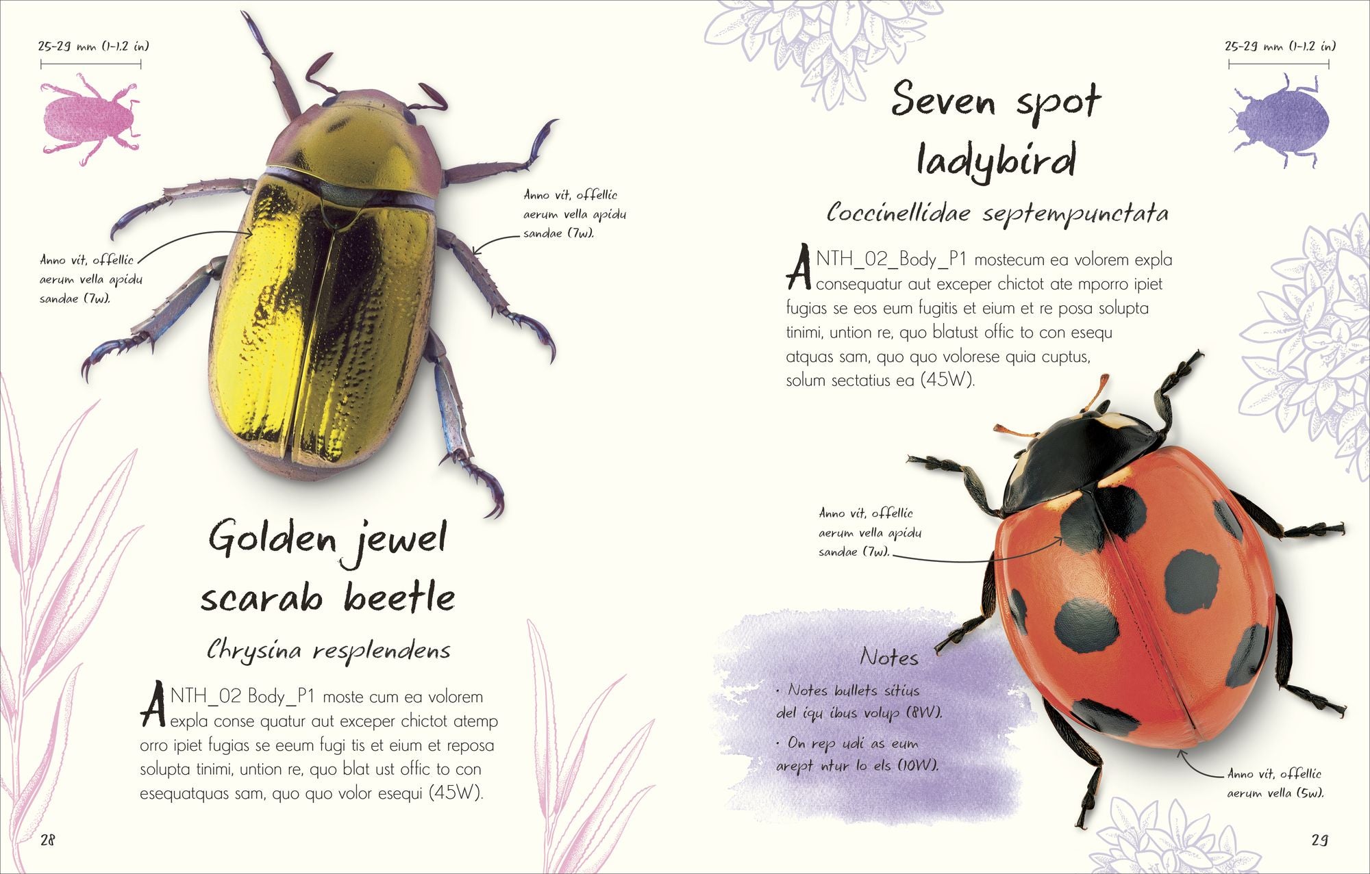 An Anthology of Beetles: A Collection of Brilliant Beetles from Around the World