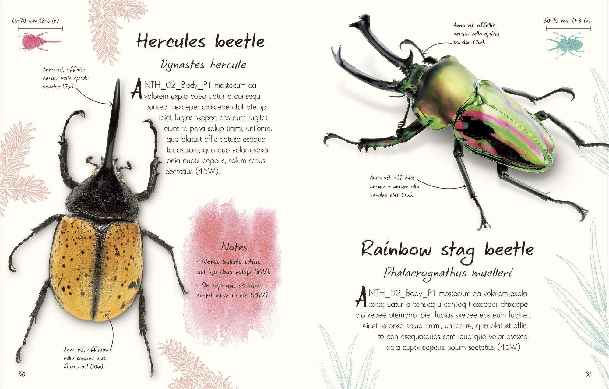 An Anthology of Beetles: A Collection of Brilliant Beetles from Around the World